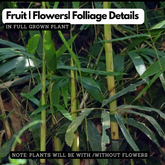 Chooral (Ochlandra Travancorica) Live Plant(Home & Garden)