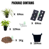 Biowall Vertical Garden With Plants (Syngonium White, Chlorophytum) For Home & Garden