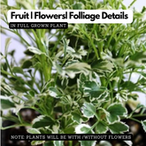 Variegated Ball Aralia ( Polyscias fruticosa ) Ornamental Live Plant (Home & Garden)