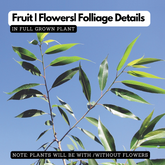 Birth Star : Purva Ashada|Pooradam (Plant: Aattupala-Salix Tetrasperma|Tinospora Cordifolia|Calamus Pseudotenuis) (H&G)