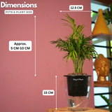 Chamaedorea Palm (Chamaedorea seifrizii) - Live Plant (With 5 Inch Self-Watering Pot & Plant)