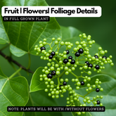 Muzhu (Premna serratifolia) Live Medicinal Plant (Home & Garden)