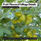 Birth Star : Swathi|Chothy|Suvathi (Plant: Neermaruthu-Terminalia Arjuna|Lagerstroemia Speciosa) (Home & Garden)