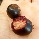 Cherry of the Paramirim Fruit (Eugenia Oblongata) SeedlingFruit Plant (Home & Garden Plants)