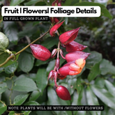 Lady Shoe Flower / Thunbergia mysorensis (Clock Vine, Lady Slipper Vine) Flowering | Ornamental| Medicinal Creeper Live Plant (Home & Garden)