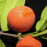 Lolly Berry Fruit (Salacia Chinensis) Seedling Fruit Plant (Home & Garden Plants)