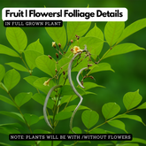 Padapairi (Stereospermum suaveolens) Live Medicinal Plant (Home & Garden)