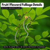 Padapairi (Stereospermum suaveolens) Live Medicinal Plant (Home & Garden)