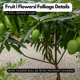 Kalluketty Mango (Grafted) (Mangifera indica) Fruit Live Plant (Home & Garden)