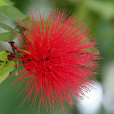 Powder Puff Red /Caliandra Red Live Plant (Home & Garden)