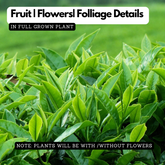 Tea Plant(Camellia Sinensis)Live Plant (Home & Garden Plants)