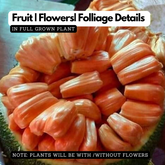 Chembarathi Varikka Red Flesh Jackfruit (Artocarpus heterophyllus) Fruit Live Plant (H&G)