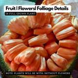 Chembarathi Varikka Red Flesh Jackfruit (Artocarpus heterophyllus) Fruit Live Plant (H&G)