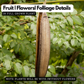 Palakapayyani Live Plant | Indian Trumpet Flower Tree (Oroxylum indicum) Flowering/Ornamental/Medicinal Live Plant (Home & Garden)