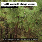 Chir Pine Tree (Avenue Tree) Live Plant (Home & Garden)