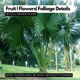 Birth Star : Uttra Badrapada|Uthruttathi|Uttara Proshtapada (Plant: Kudappana-Corypha Umbraculifera) (H&G)