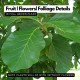 Nilamboor Teak Wood Plant / Sagwan (Tectona grandis) Ornamental Live Plant (Home & Garden)