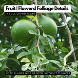 Birth Star : Chitra|Chithira|Chithirai (Plant: Koovalam-Aegle Marmelos) (Home & Garden)