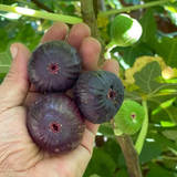 Brown Turkey Fig Live Plant (Ficus carica 'Brown Turkeyƒ?�) Layered Fruit Plant (Home & Garden Plants)
