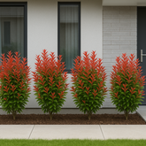 Eugenea Liver Red(Syzygium myrtifolium 'Red') Live Plant (Home & Garden)