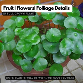 Water Pennywort (Hydrocotyle vulgaris) Aquatic Live Plant (Home & Garden)