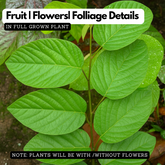 Oorila Desmodium gangeticum) Live Medicinal Plant (Home & Garden)