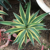 Variegated Agave (Agave americana ‘Variegata’) Live Plant (Home & Garden)