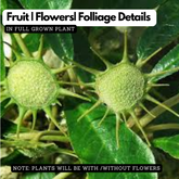 Dorstinia Vernia Live Plant (Home & Garden)