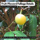 Yellow Mangosteen (Garcinia xanthochymus) Live Fruit Plant (Home & Garden)