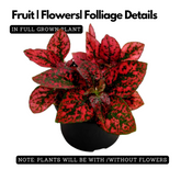 Polka Dot(Hypoestes phyllostachya) Live Plant (Home & Garden)