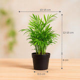 Bamboo Palm | Chamaedorea Palm Live Indoor Air Purifier Plant in 4 Inch Self Watering Pot | Perfect for Home & Office Décor (Pot Colour May Vary)