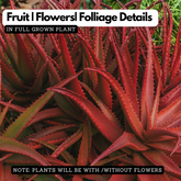 Aloe Cameronii (Red Aloe) Live Plant (Home & Garden)