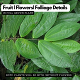 Thottea Siligurensis Medicinal Live Plant (Home & Garden)