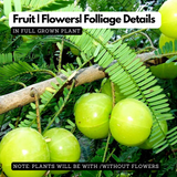 Birth Star : Bharani | Apabharani (Plant: Nelli-Phyllanthus Emblica|Emblica Officinalis) (Home & Garden)