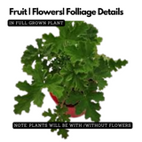 Odomas Plant Citronella plant Live Plant (Home & Garden)