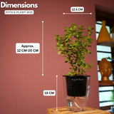 Jade Plant (Crassula Argentea) - Live Plant (With Self-Watering Pot & Plant)