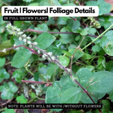 Navagraha: Budhan (Plant: Kadaladi (Achyranthes aspera) Live Plant (Home & Garden)