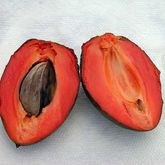 Green sapote (Pouteria Viridis) Seedling Fruit Plant (Home & Garden Plants)