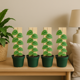 Monstera Dubia Plant Live Plant(Home & Garden)