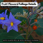 Putkaralichunda (Solanum violaceum) Live Medicinal Plant (Home & Garden)