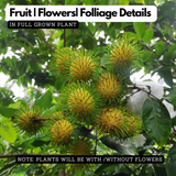 Rambutan E35 Yellow Live Plant (Home & Garden)