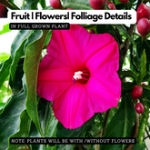 Cardinal Creeper (Ipomoea Horsfalliae) Flowering / Ornamental Live Plant (H&G)