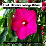 Cardinal Creeper (Ipomoea Horsfalliae) Flowering / Ornamental Live Plant (H&G)