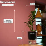 Zamioculcas zamiifolia ƒ??Zenziƒ?? Dwarf ZZ Plant- Live Plant (With 5 Inch Self-Watering Pot & Plant)