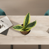 Sansevieria Futura Superba (Snake Plant) In 5 Inch Self-watering Pot | Indoor Air-Purifying Plant | Low-Maintenance | Ideal for Home & Office Décor (Pot Colour May Vary On Availability)
