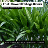 Cast Iron Plant (Aspidistra Elatior)(Bar-Room Plant)Live Plant (Home & Garden)