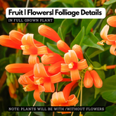 Flaming Trumpet Vine (Pyrostegia Venusta) Creeper/Climber Flowering / Ornamental Live Plant (H&G)