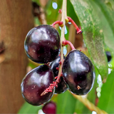 Chamaliang Fruit (Lepisanthes Fruticosa) Seedling Fruit Plant (Home & Garden Plants)