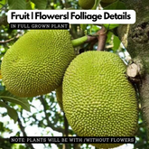 Birth Star : Uttar Ashada|Uthradam (Plant: Plavu-Artocarpus Heterophyllus|Artocarpus Communis) (H&G)