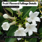 Madagascar Jasmine(Stephanotis floribunda)Live Plant (Home & Garden)